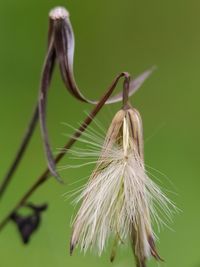 Close-up of wilted plant