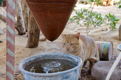 View of cat drinking water