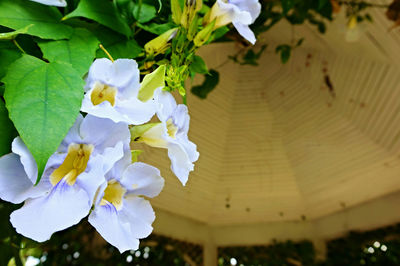 Close-up of flowers against blurred background