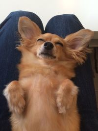 Close-up of dog lying on sofa