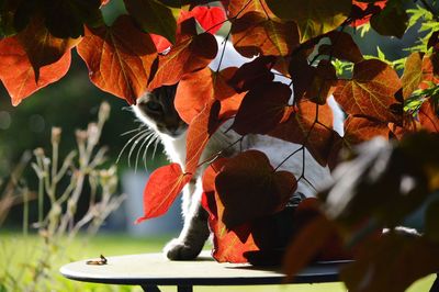 Portrait of cat by maple leaves