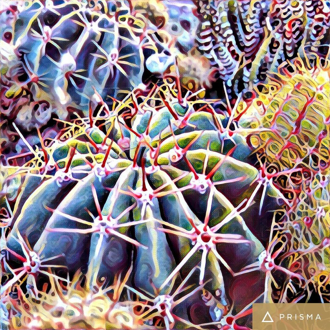 CLOSE-UP OF CACTUS PLANT