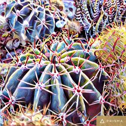 Cactus growing on cactus