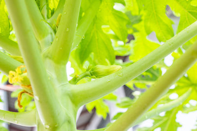 Close-up of green leaves