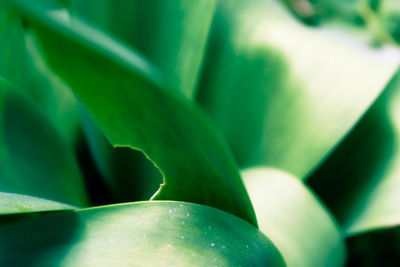 Full frame shot of fresh green leaf