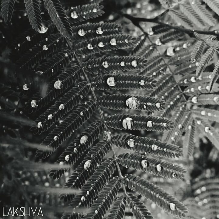 drop, close-up, full frame, backgrounds, wet, water, pattern, focus on foreground, nature, natural pattern, no people, rain, detail, outdoors, fragility, dew, raindrop, day, beauty in nature