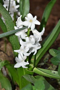Close-up of white flowering plant