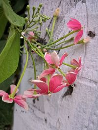 Close-up of pink flowering plant