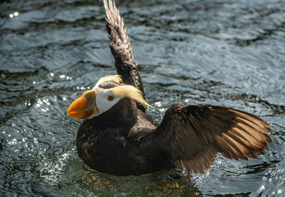 High angle view of bird perching on a lake