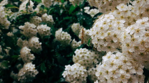 Close-up of white flowers