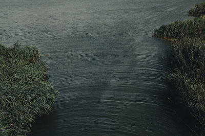 High angle view of windy shore with rippled water and blasted plants 