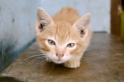 Close-up portrait of tabby cat