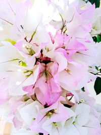 Close-up of insect on pink flowering plant