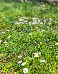 High angle view of flowering plants on field