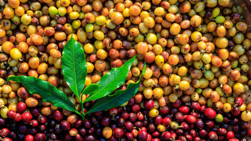 Raw coffee beans and green leaves backgrounds abstract top view