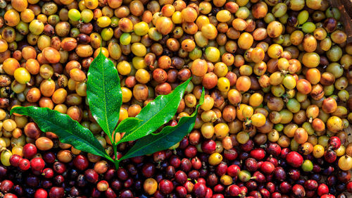 Full frame shot of fruits