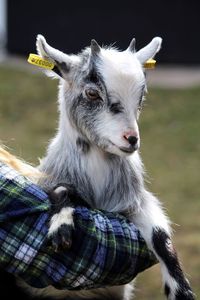 Close-up of pygmy goat