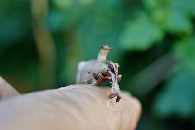 Close-up of hand feeding on leaf