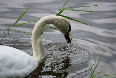 Close-up of swan swimming on lake