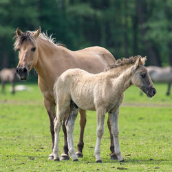 Horse standing with foal on field