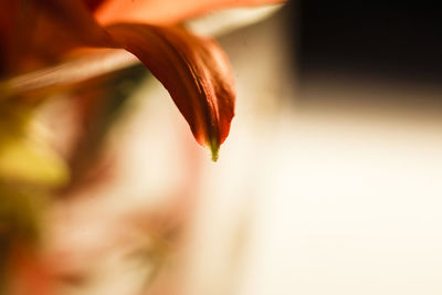 Close-up of flower