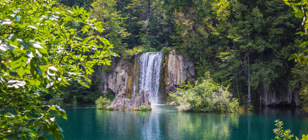 Scenic view of waterfall in forest