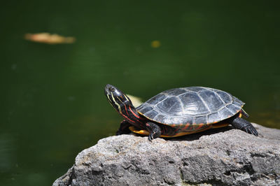 Colorful box turtle sunning on a rock