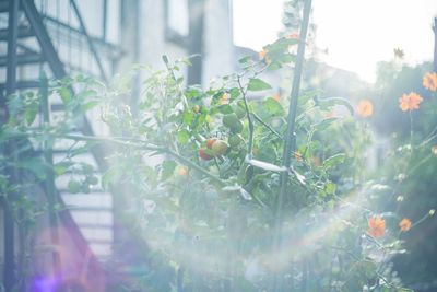 Close-up of fruits growing on plant