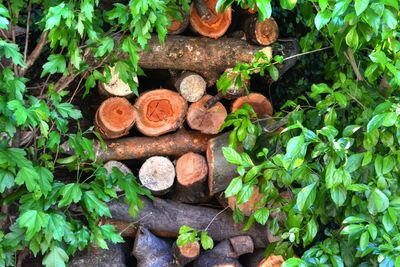 High angle view of logs in forest