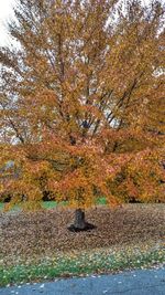 Maple tree against sky during autumn