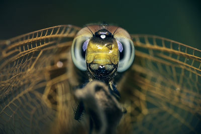 A macro shot of portrait of a green dragonfly.