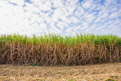 Crops growing on field against sky