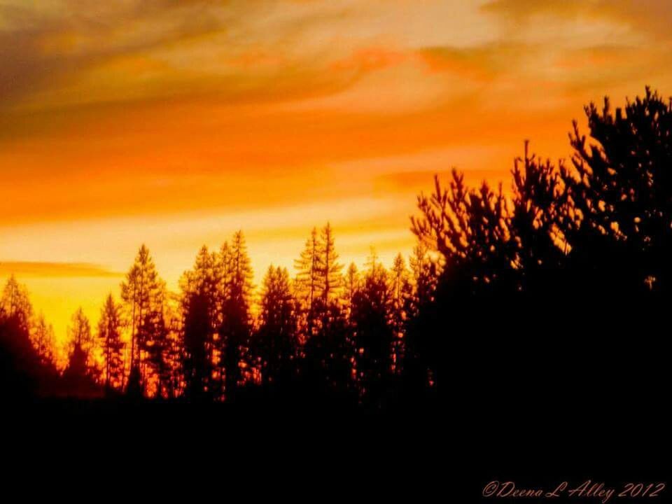 sunset, silhouette, tree, sky, scenics, orange color, beauty in nature, tranquility, tranquil scene, nature, cloud - sky, idyllic, dramatic sky, landscape, cloud, outdoors, growth, branch, outline, moody sky