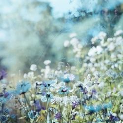 Close-up of purple flowering plants on field