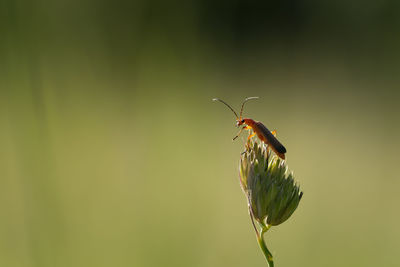 Close-up of butterfly perching on leaf