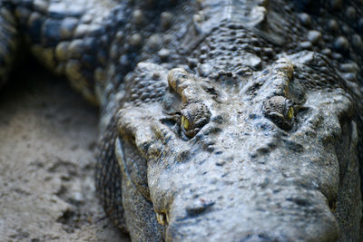 Close-up portrait of a reptile