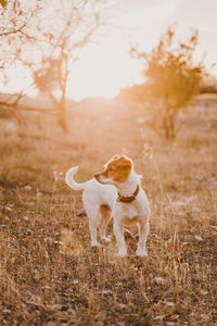 Portrait of dog standing in field