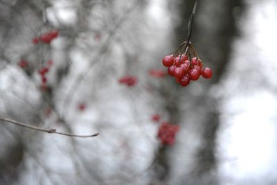 Close-up of red berries growing on tree