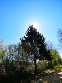 Low angle view of trees against clear blue sky