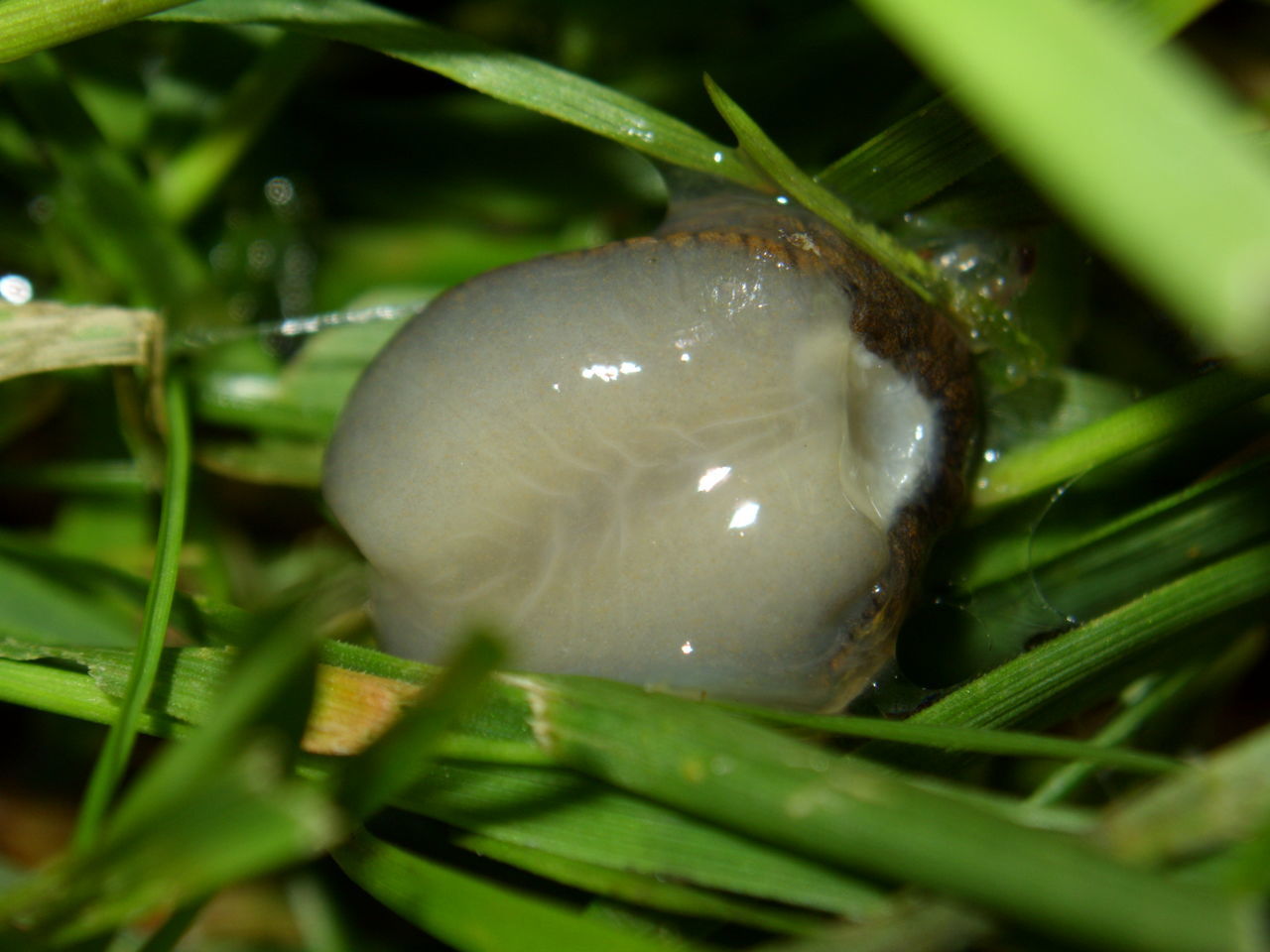 CLOSE-UP OF MUSHROOMS ON LEAF