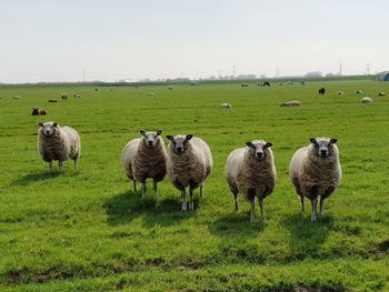 Sheep in a field