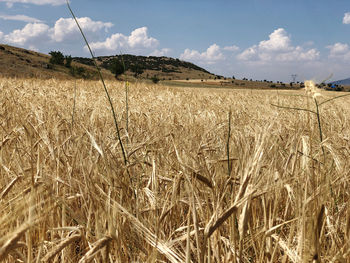 Scenic view of wheat barley field against sky