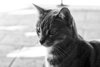 Close-up of a cat looking away