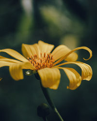 Close-up of orange flower