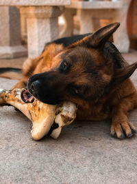 Close-up of dog lying outdoors