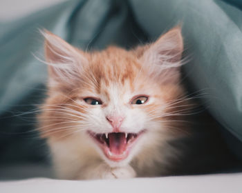 Close-up portrait of ginger cat