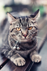 Close-up portrait of a cat
