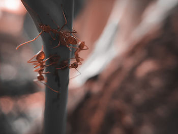 Close-up of wilted plant