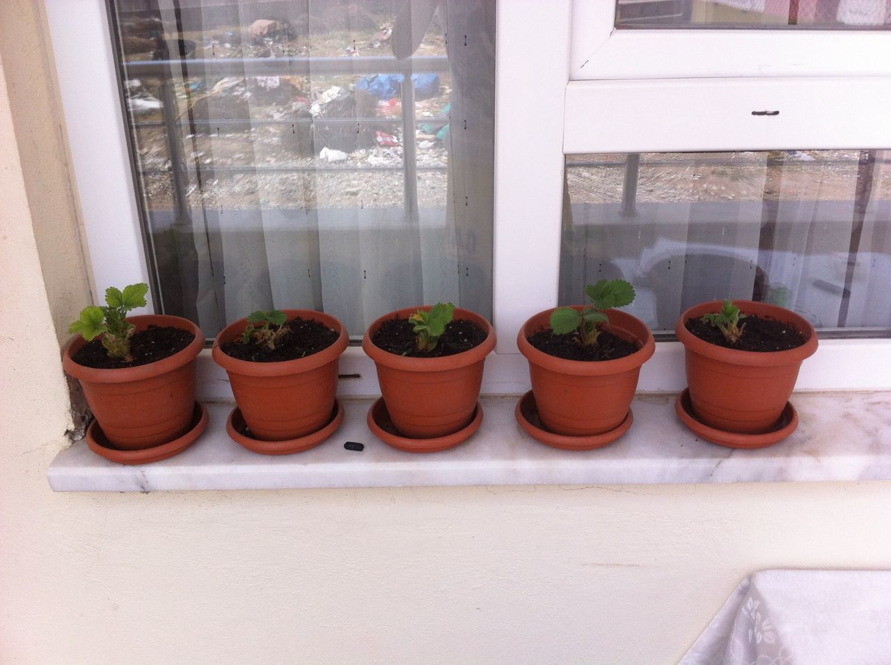 indoors, window, potted plant, glass - material, side by side, arrangement, in a row, variation, architecture, table, built structure, shelf, still life, wall - building feature, no people, transparent, flower pot, choice, house, plant