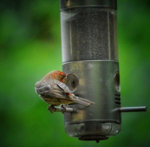 Close-up of bird feeder